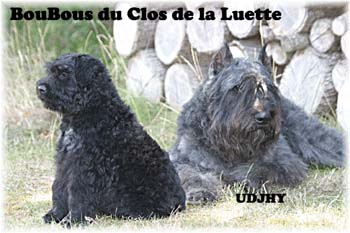 Elevage du CLOS DE LA LUETTE - COPYRIGHT DEPOSE