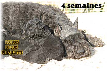 bouvier des flandres photo chiot - Elevage Clos Luette -  COPYRIGHT DEPOSE