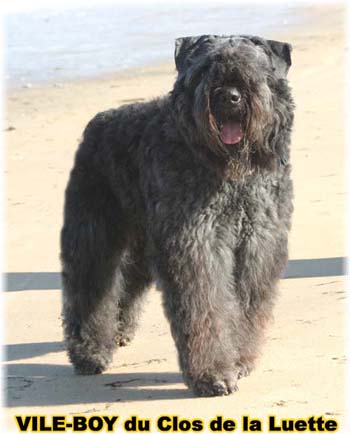 Bouvier des Flandres image  -  Elevage du Clos de la Luette - Copyright dpos