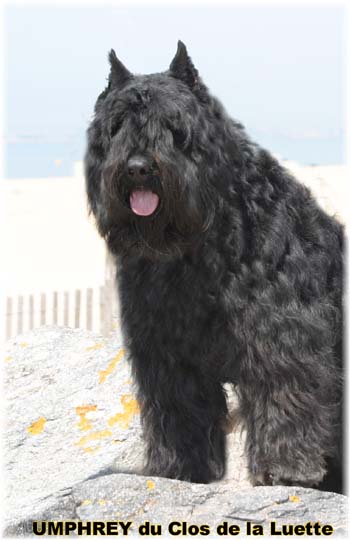 Bouvier des Flandres image  -  Elevage du Clos de la Luette - Copyright dpos