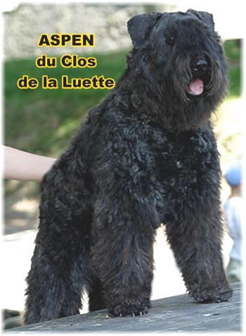 Bouvier des Flandres image  -  Elevage du Clos de la Luette - Copyright dpos