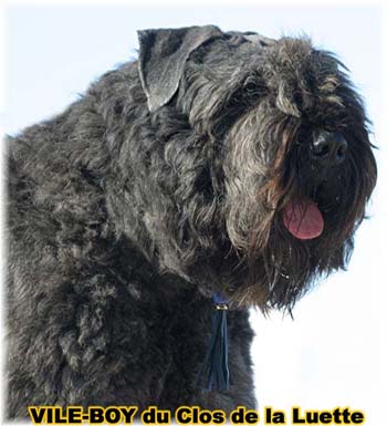 Bouvier des Flandres image  -  Elevage du Clos de la Luette - Copyright dpos