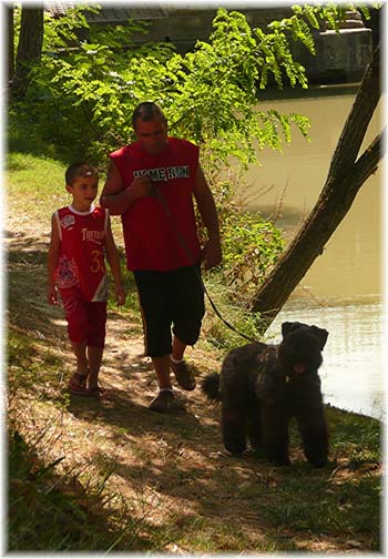 Bouvier des Flandres image  -  Elevage du Clos de la Luette - Copyright dpos