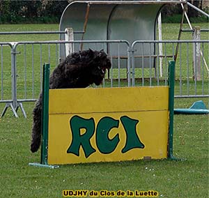 Bouvier des Flandres image  -  Elevage du Clos de la Luette - Copyright dpos