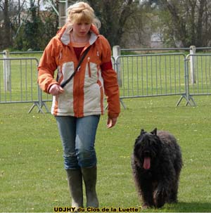 Bouvier des Flandres image  -  Elevage du Clos de la Luette - Copyright dpos