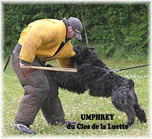 Bouvier des Flandres image  -  Elevage du Clos de la Luette - Copyright dpos