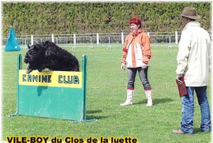 Bouvier des Flandres image  -  Elevage du Clos de la Luette - Copyright dpos