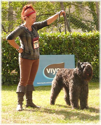 Bouvier des Flandres image  -  Elevage du Clos de la Luette - Copyright dpos