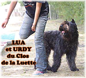 Bouvier des Flandres image  -  Elevage du Clos de la Luette - Copyright dpos