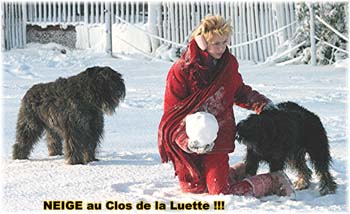 Bouvier des Flandres image  -  Elevage du Clos de la Luette - Copyright dpos