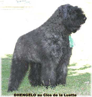 Bouvier des Flandres image  -  Elevage du Clos de la Luette - Copyright dpos