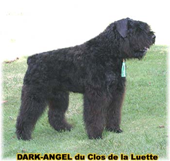 Bouvier des Flandres image  -  Elevage du Clos de la Luette - Copyright dpos