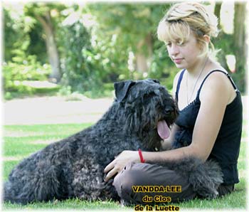 Bouvier des Flandres image  -  Elevage du Clos de la Luette - Copyright dpos