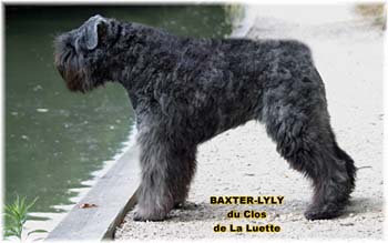 Bouvier des Flandres image  -  Elevage du Clos de la Luette - Copyright dpos