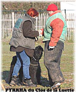 Bouvier des Flandres image  -  Elevage du Clos de la Luette - Copyright dpos