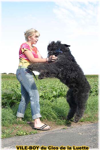 Bouvier des Flandres image  -  Elevage du Clos de la Luette - Copyright dpos