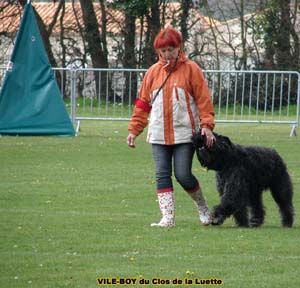 Bouvier des Flandres image  -  Elevage du Clos de la Luette - Copyright dpos