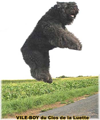 Bouvier des Flandres image  -  Elevage du Clos de la Luette - Copyright dpos