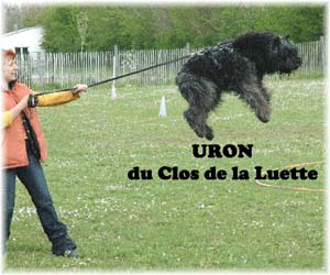 Bouvier des Flandres image  -  Elevage du Clos de la Luette - Copyright dpos