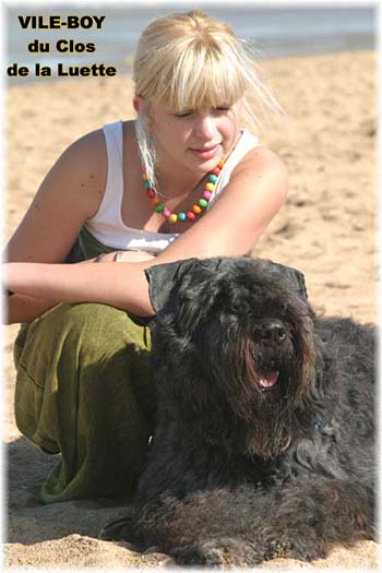 Bouvier des Flandres image  -  Elevage du Clos de la Luette - Copyright dpos