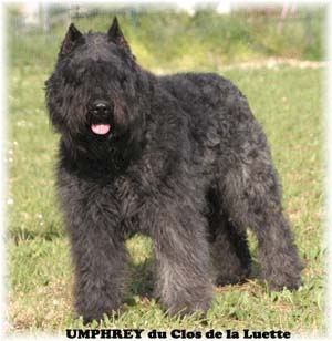 Bouvier des Flandres image  -  Elevage du Clos de la Luette - Copyright dpos