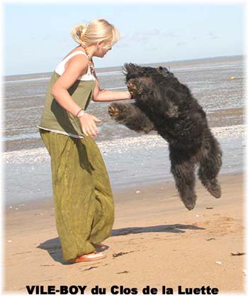 Bouvier des Flandres image  -  Elevage du Clos de la Luette - Copyright dpos