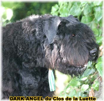 Bouvier des Flandres image  -  Elevage du Clos de la Luette - Copyright dpos