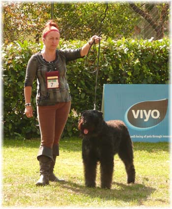 Bouvier des Flandres image  -  Elevage du Clos de la Luette - Copyright dpos