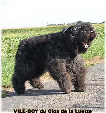 Bouvier des Flandres image  -  Elevage du Clos de la Luette - Copyright dpos