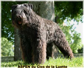 Bouvier des Flandres image  -  Elevage du Clos de la Luette - Copyright dpos