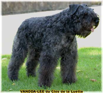 Bouvier des Flandres image  -  Elevage du Clos de la Luette - Copyright dpos