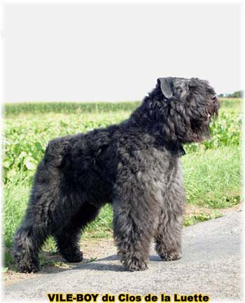 Bouvier des Flandres image  -  Elevage du Clos de la Luette - Copyright dpos