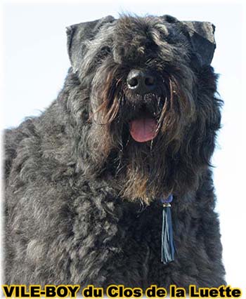 Bouvier des Flandres image  -  Elevage du Clos de la Luette - Copyright dpos