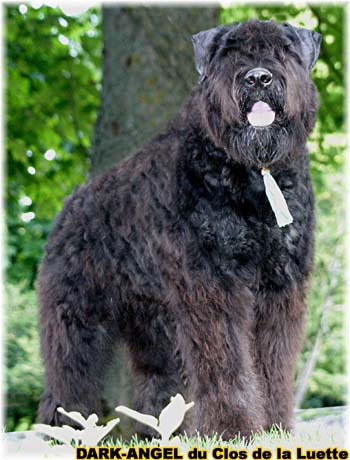 Bouvier des Flandres image  -  Elevage du Clos de la Luette - Copyright dpos