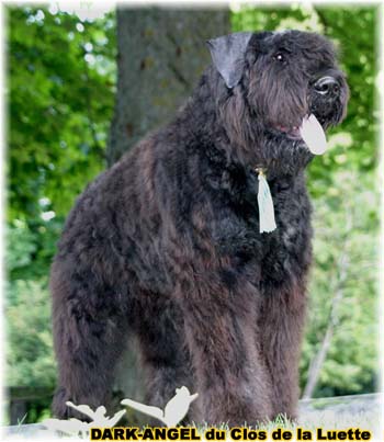 Bouvier des Flandres image  -  Elevage du Clos de la Luette - Copyright dpos