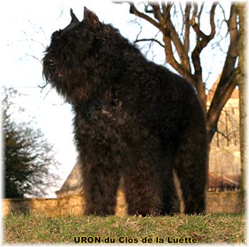 Bouvier des Flandres image  -  Elevage du Clos de la Luette - Copyright dpos