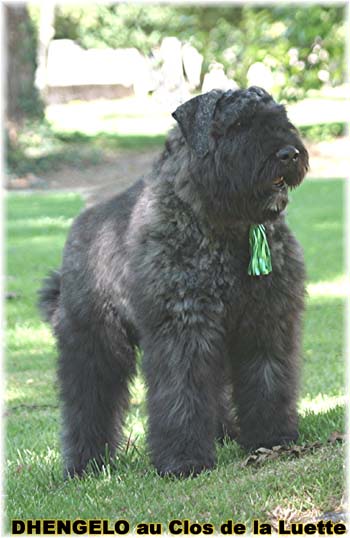 Bouvier des Flandres image  -  Elevage du Clos de la Luette - Copyright dpos