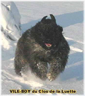 Bouvier des Flandres image  -  Elevage du Clos de la Luette - Copyright dpos