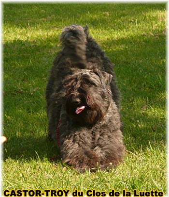 Bouvier des Flandres image  -  Elevage du Clos de la Luette - Copyright dpos