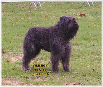 Bouvier des Flandres image  -  Elevage du Clos de la Luette - Copyright dpos