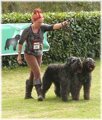 Bouvier des Flandres image  -  Elevage du Clos de la Luette - Copyright dpos