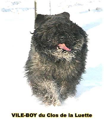 Bouvier des Flandres image  -  Elevage du Clos de la Luette - Copyright dpos