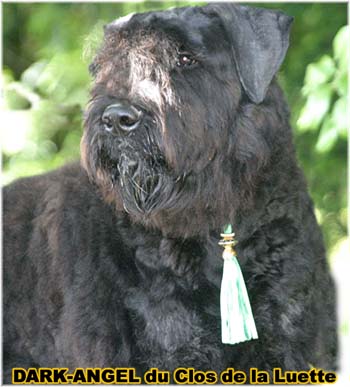 Bouvier des Flandres image  -  Elevage du Clos de la Luette - Copyright dpos