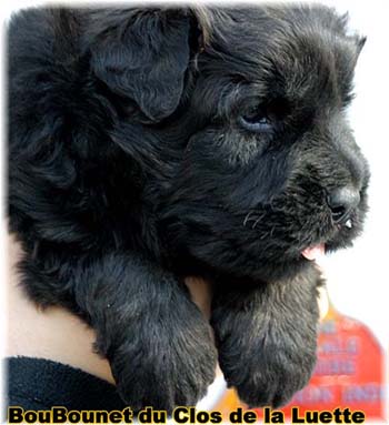 Bouvier des Flandres image  -  Elevage du Clos de la Luette - Copyright dpos