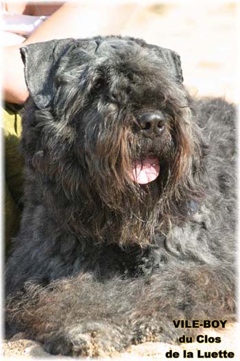 Bouvier des Flandres image  -  Elevage du Clos de la Luette - Copyright dpos