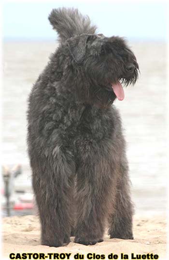 Bouvier des Flandres image  -  Elevage du Clos de la Luette - Copyright dpos