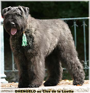 Bouvier des Flandres image  -  Elevage du Clos de la Luette - Copyright dpos