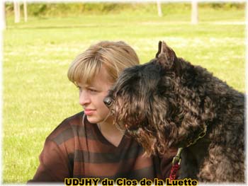 Bouvier des Flandres image  -  Elevage du Clos de la Luette - Copyright dpos