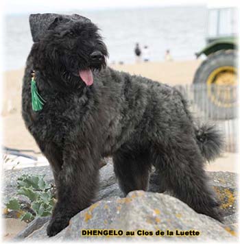 Bouvier des Flandres image  -  Elevage du Clos de la Luette - Copyright dpos