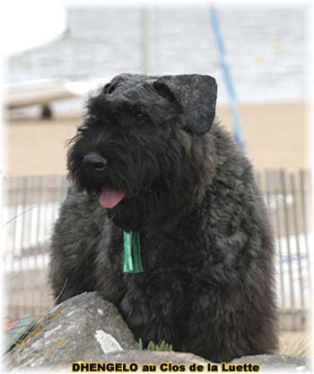 Bouvier des Flandres image  -  Elevage du Clos de la Luette - Copyright dpos